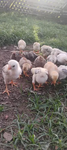 Vendo pintinhos caipira,e alguns indianos tbm crista bola