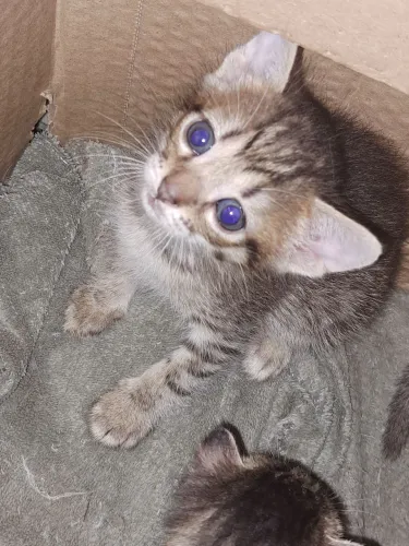 Doa se gatinho
