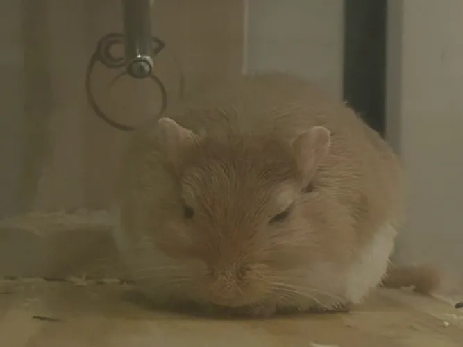 esquilo da mongólia / gerbil pra adoção !!