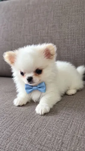 Chihuahua macho pelo longo alto padrão