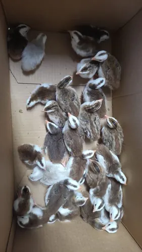 Promosao de filhotes de angolista 30 reais cada ou 10 por 280 reais 