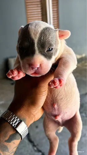 American Bully 