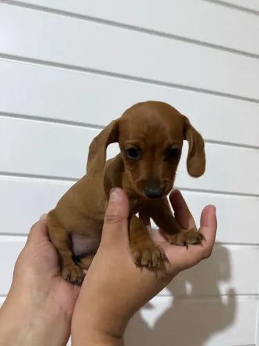 Basset dachshund fêmea, lindíssima filhote 