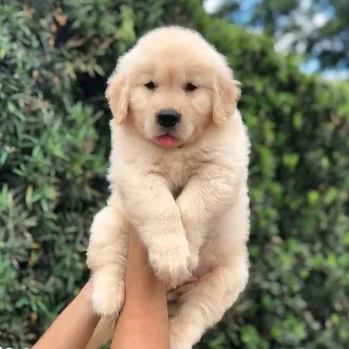 Bebezinho golden retriever brincalhão e saudável de excelente genética