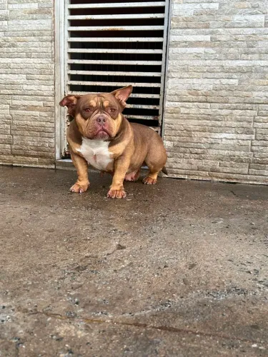DOAÇÃO RESPONSÁVEL- AMERICAN BULLY FÊMEA