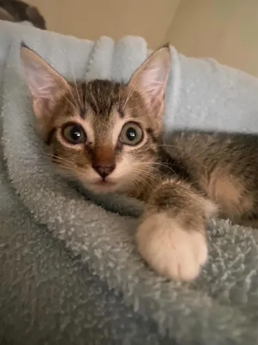 Adoção responsável gato filhote macho