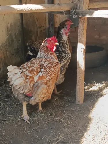 galinhas balão, gsb