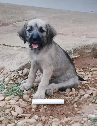 Cachorrinhos para Adoção