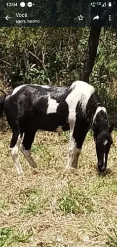 Vende-se cavalo e égua pampa mangalarga sem Registro