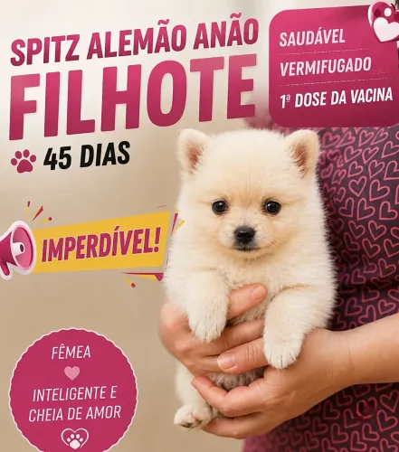 OPORTUNIDADE FÊMEA CREME Lulu da Pomerânia Filhotes SPITZ ALEMÃO