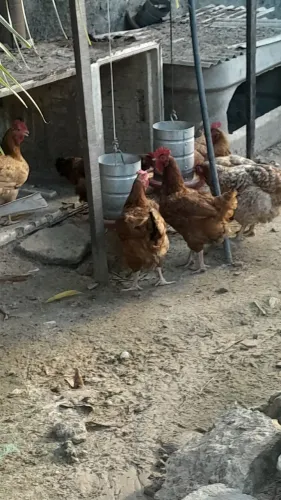 Galinhas