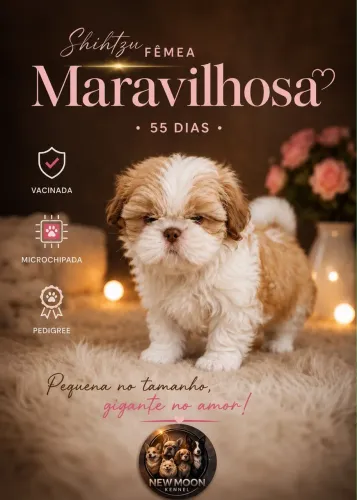 Shitzu fêmea 55 dias com Pedigree