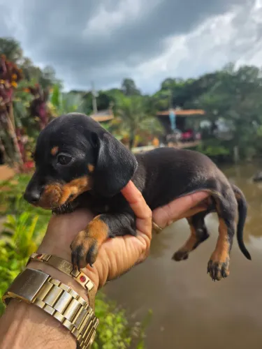 Vendo belissima filhote de BASSET fêmea ,cofap dachshund mini