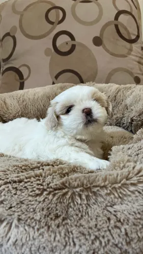 Linda filhote de Shihtzu fêmea 40 dias
