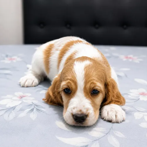 Cocker Spaniel macho puro