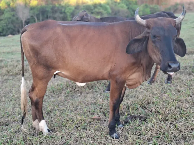 Vacas prenhas