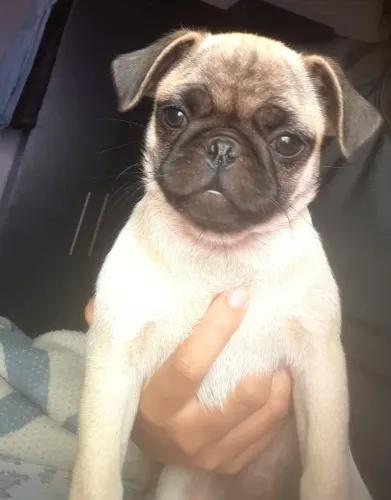 Vende-se Pug filhote 