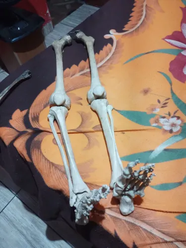 Vendo  um  par te pernas de esqueleto humano  feito de materi que simula osso 
