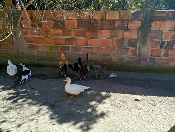 Galinhas e um galo a venda