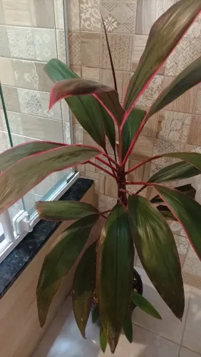 Dracena vermelha!