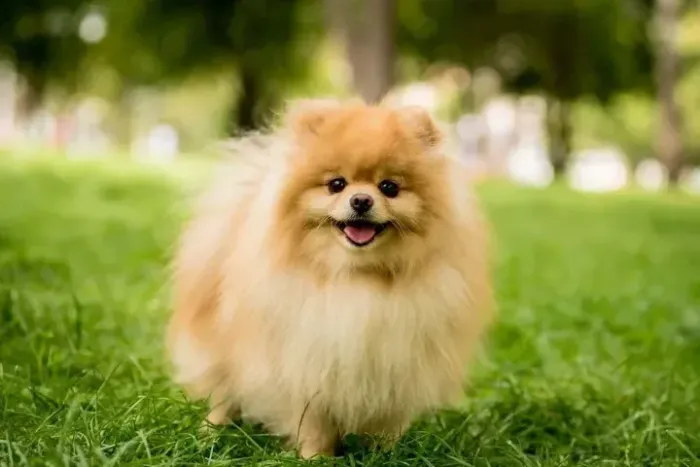 DOANDO LULU DA POMERANIA, SO RESPONDO WHATSAPP 