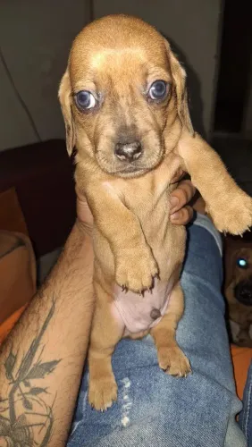 Cachorro filhote salsicha