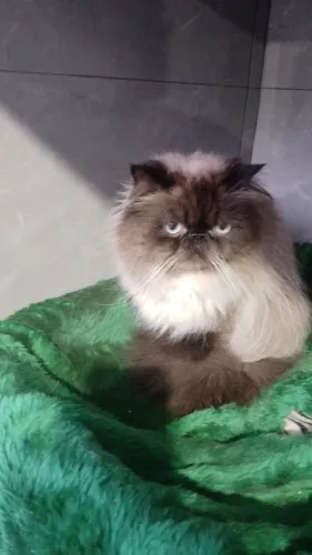 Gato Persa macho Himalaio olhos azuis puro
