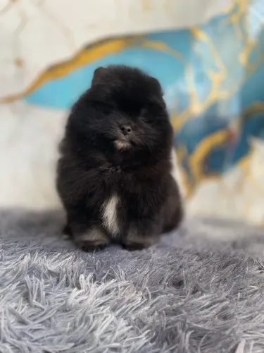 Spitz alemão  macho 