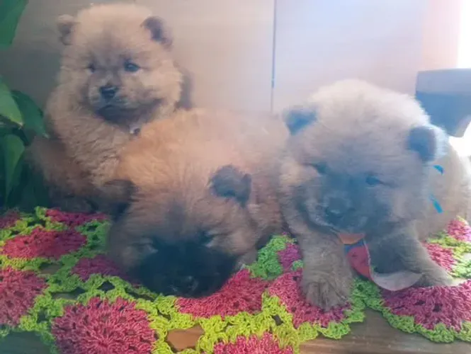 Filhote Chow-chow, A lealdade e o amor verdadeiro estão prontos para ir para sua casa!