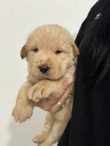 Golden retriever - Filhote macho