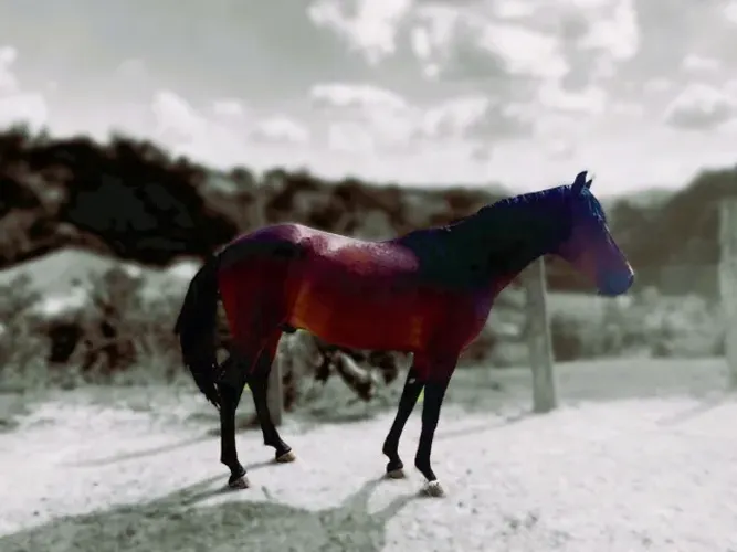 Cavalo Marchador