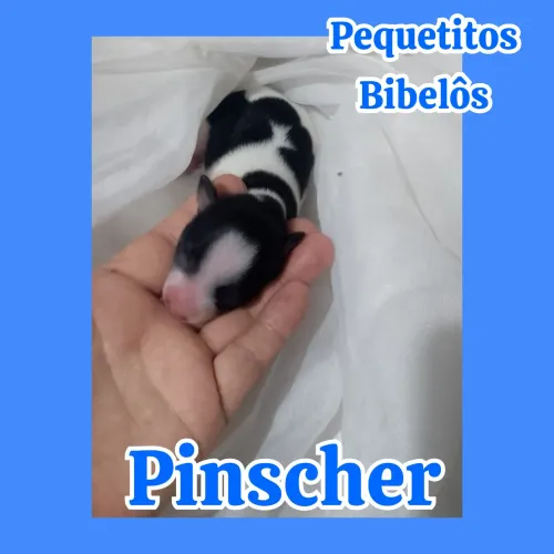 Pinscher miniatura tricolor ratinho minúsculo