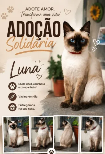 GATA SIAMÊS - LUNA - ADOÇÃO.