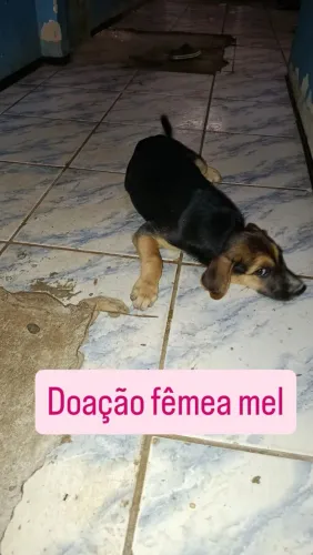 Doação de um cachorro macho e uma fêmea.