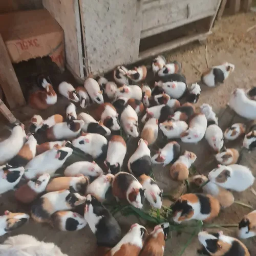 Porquinho da Índia