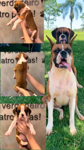 BOXER DO MELHOR CANIL DO BRASIL