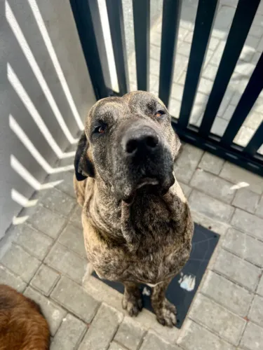 Cruzamento com fila brasileiro