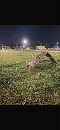 Doação responsável pitbull dócil 