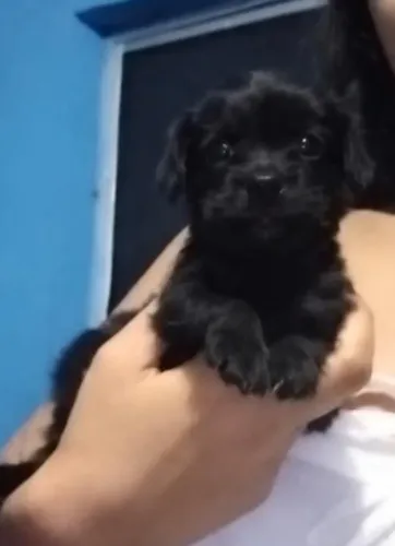 POODLE NÚMERO 2 FÊMEAS SUPER PEQUENAS