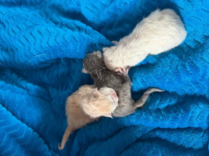 Filhotes de Gato Persa leia a descrição do anúncio