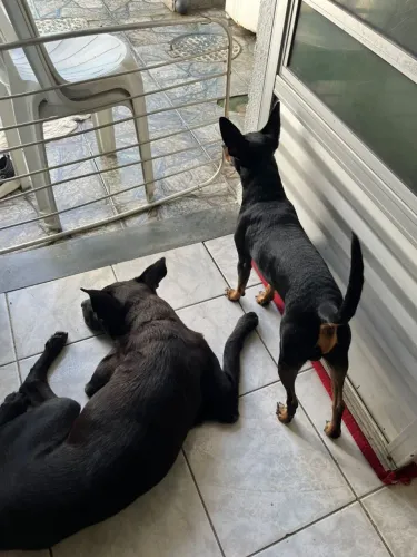 Doação de Cachorro 