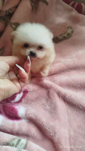 Lulu da pomerania femêa