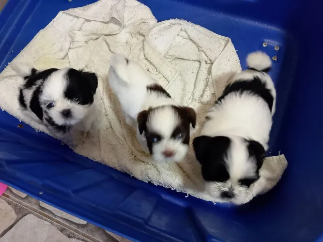 Shih Tzus promoção ( machos 850 já vacinado fêmeas 1200