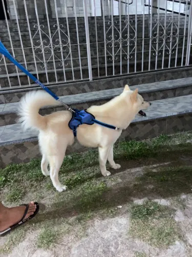 Preciso de uma namorada 