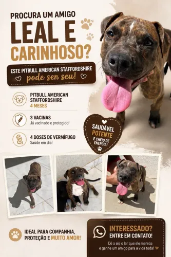 Pitbull
