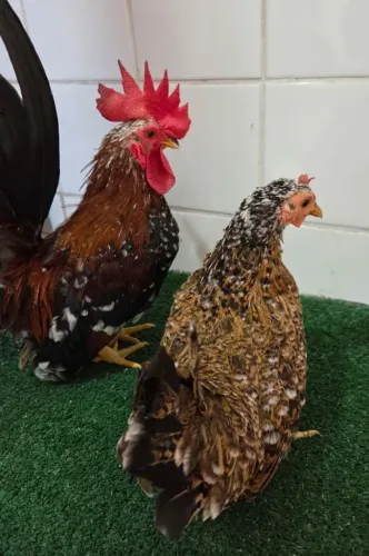 Casal de Mini Garnizé