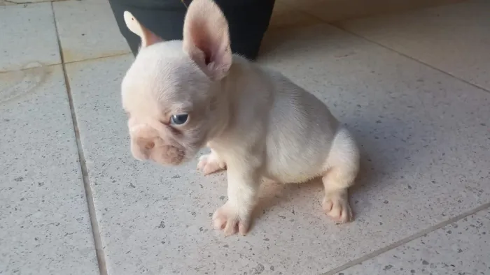 Buldogue francês filhote