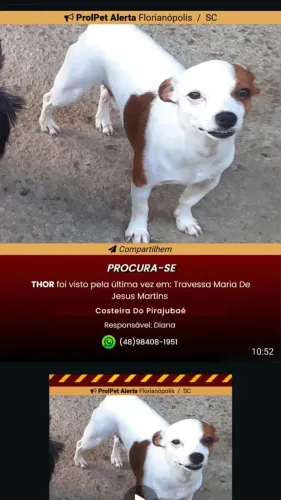 Procura-se animais roubados na região da costeira , podem estar em qualquer lugar