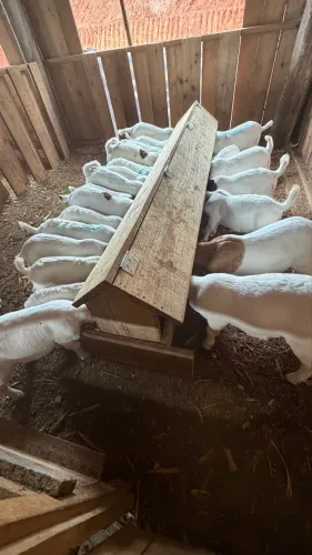 Cabra Boer 
