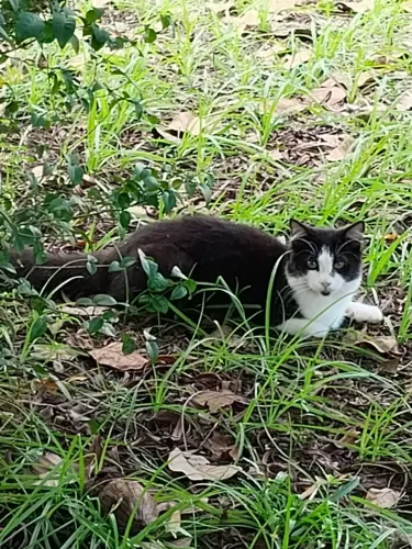 Gato para doação